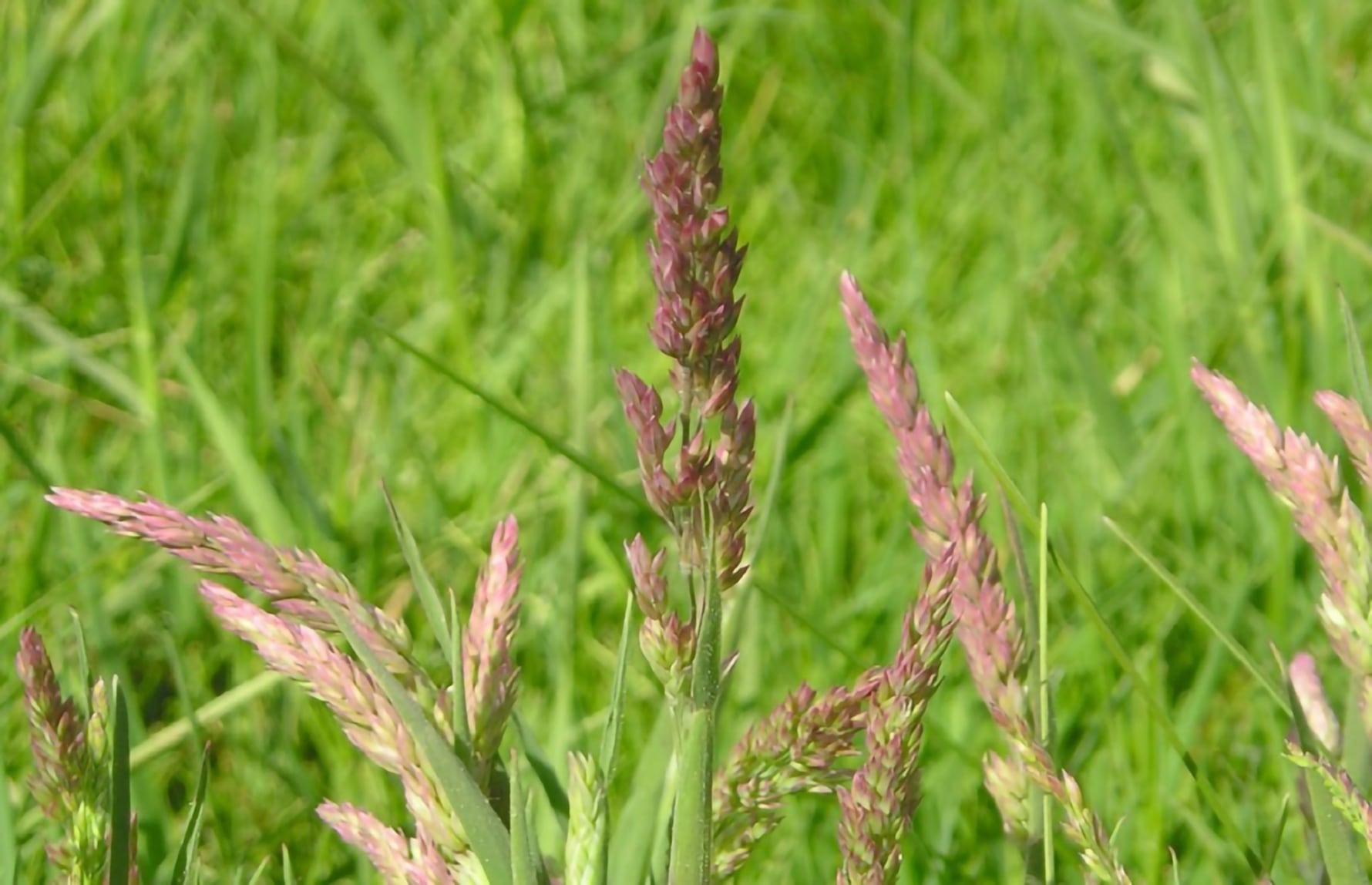 Englodnegras-Maja-Dumont