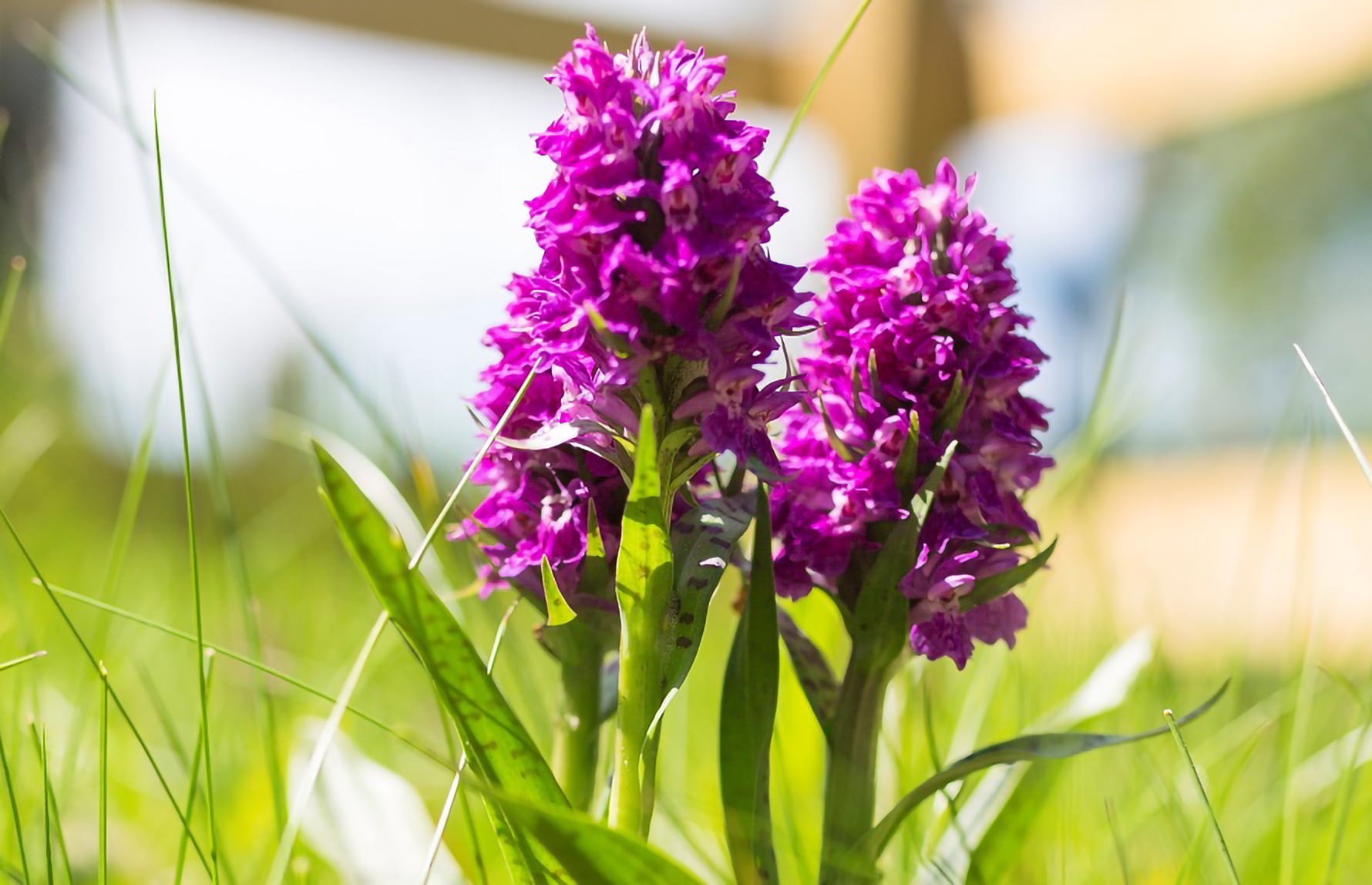 purpurmarihaand3_Naturbase